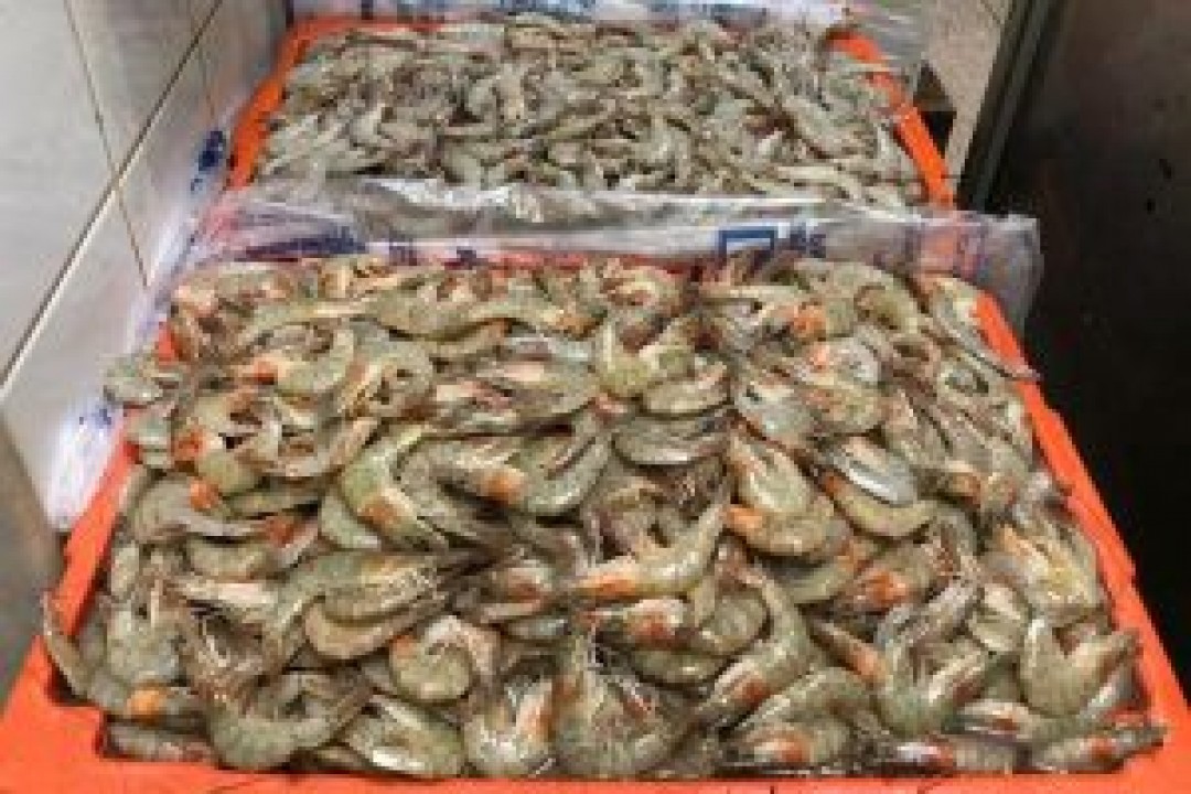 Município de Indiaroba passará a ofertar camarão no cardápio da merenda escolar