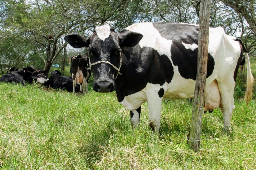 Pequeno agricultor tem 28 cabeças de gado furtada na Zona Rural de Tobias Barreto