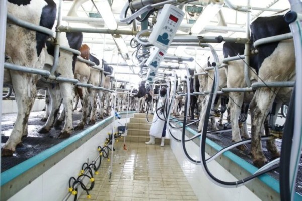 Programa amplia desconto na conta de água para produtores de leite em Sergipe