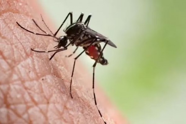 Quatro bairros de Aracaju entram em alerta por alta infestação do mosquito Aedes aegypti
