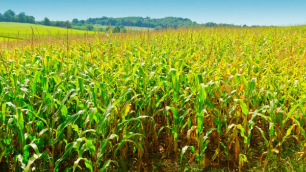 BNB financia R$ 396 milhões para custeio agropecuário em Sergipe