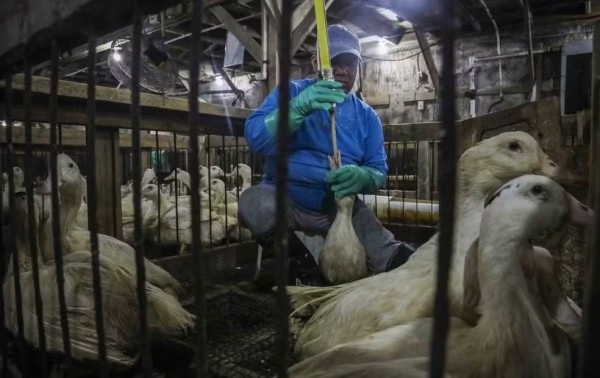 Brasil proíbe produção e venda de foie gras obtido por alimentação forçada de animais